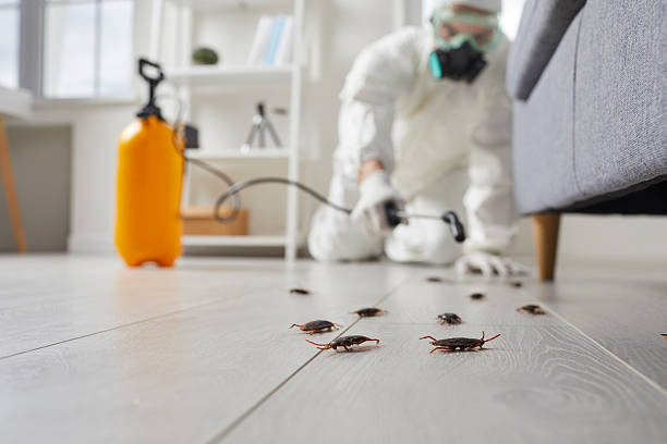 Post-Treatment Bed Bug Interceptor Monitoring in Agua Dulce